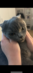 meowowo