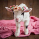 GOATS!