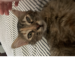 Cats_United meow
