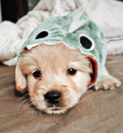 Cute puppy this puppy is so cute