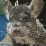Chinchillas of Roblox