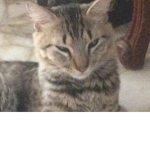 Me Love my new cat