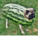 Pugz :D