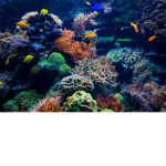 Bubble Reef