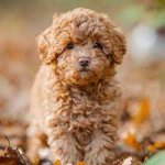 poodle group