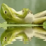 Frogwork