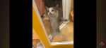 MrTheCat's Group