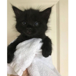 Fluffy_kiitty