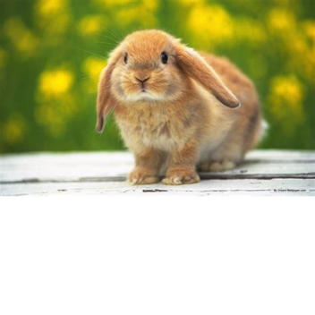 A Very Good Obby!😜🔆