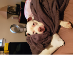 My dog yes