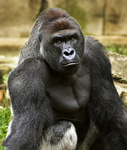 The Monkey_