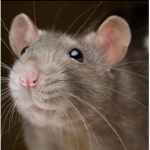 JOIN THE RAT GROUP