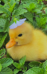 Ducksforliveoxox