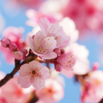 |~FallingBlossoms~|