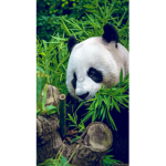 Panda Mia