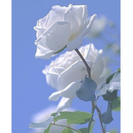 ~ beautifull rxses ~