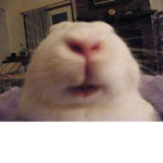 JoJo11111112345