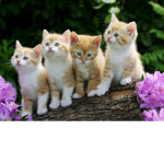 I carini gattini
