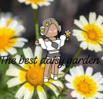 The best daisy garden