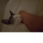 Linea's chat