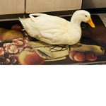 Ducks group!