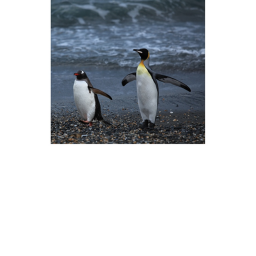 Penguin life (THE ORIGINAL GAME!)