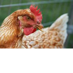 Eat More Chicken