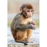 Everyone should love monkeys