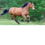 Horses and animals
