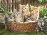 Gatti_Super_Tenerelli