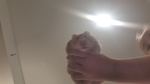 Hamster Goldie club