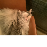 CuteCatforever