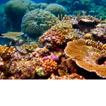 The CoralReef