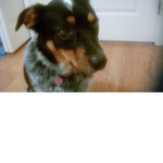 #Josie•The•Dog