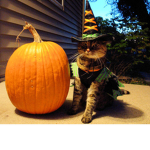 ~Witchcat.exe~