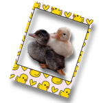 The baby Duckies !