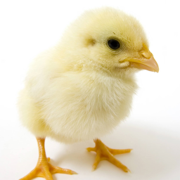 chick vrs hamster