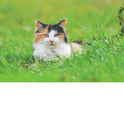 Cat love group we love cats's