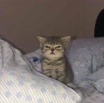 Cotton Candy Cookie squad