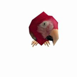 Adam Parrot