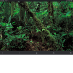 Rainforest life