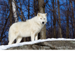 wolf wild group
