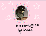 Spinach slays