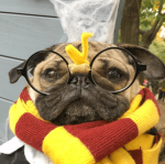 The Pug Develepors