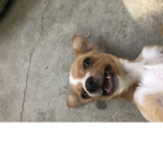 Blue the dog