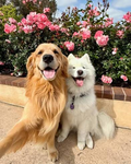 Da fluffy, cute, canine mess!