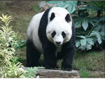 the best panda’s ever