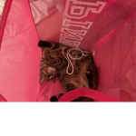 Bebe my kitten