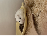 스마일 크루