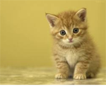 Kittycatlovers<3